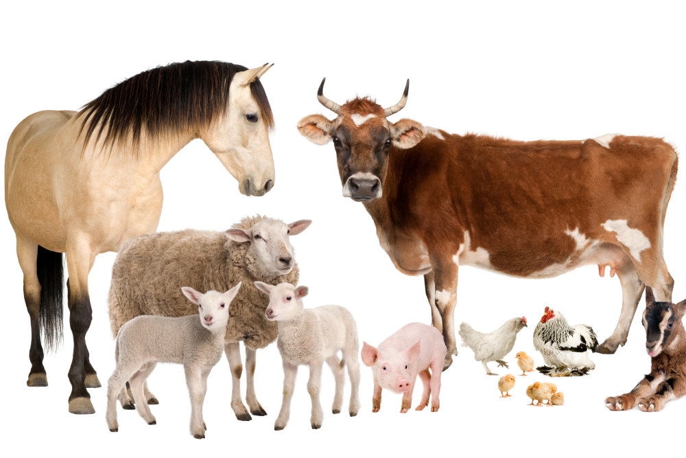 group of farm animals : cow, sheep, horse, donkey, chicken, lamb, ewe,goat, pig in front of a white background