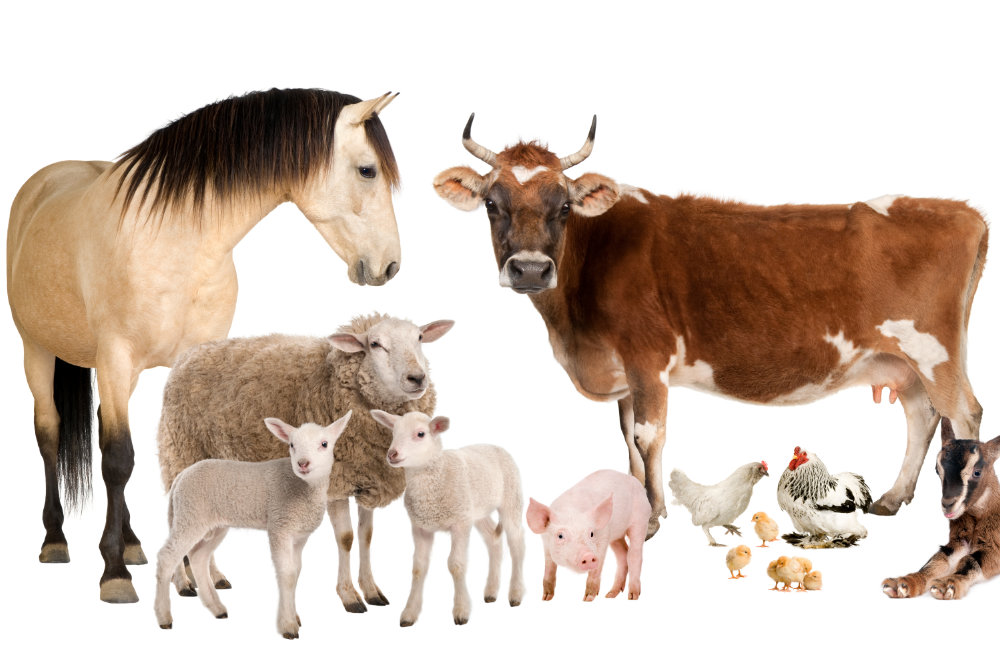group of farm animals : cow, sheep, horse, donkey, chicken, lamb group of farm animals : cow, sheep, horse, donkey, chicken, lamb, ewe,goat, pig in front of a white background