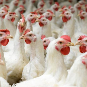 poultry Poultry