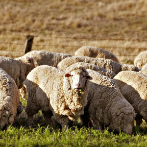 sheep Sheep
